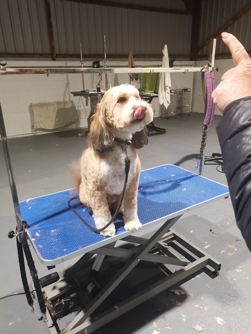 A cream and tan cockapoo on the blue hydraulic grooming table at Parker Paws, looking up at the groomer's hand mid-clip