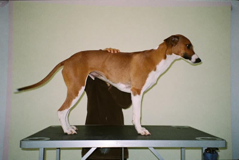 A dog standing calmly on a grooming table while hands steady its shoulder