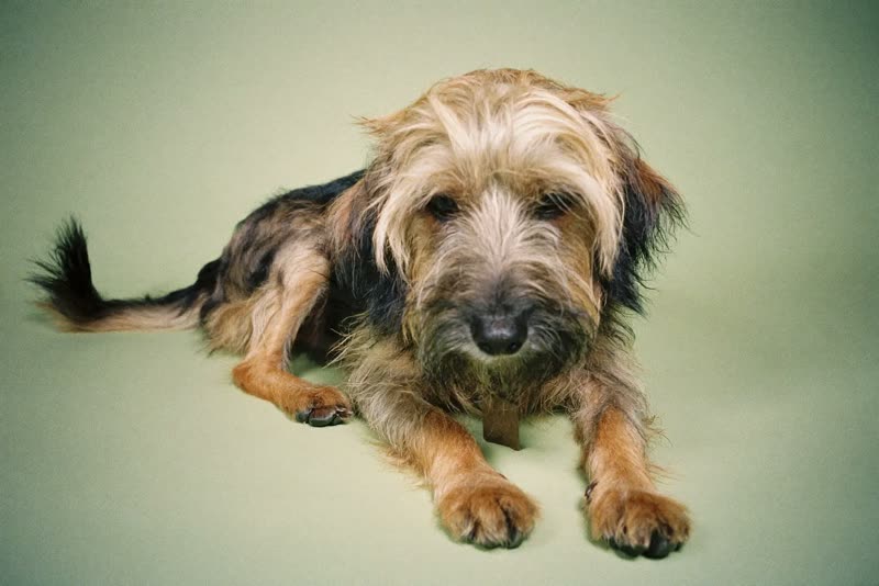 A shaggy long-coated dog lying relaxed before a groom