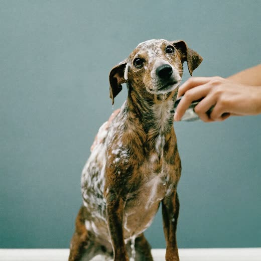 A small terrier being shampooed in the bath, hands lathering its coat