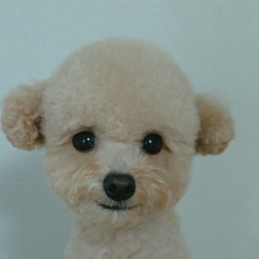 A poodle with a neatly scissored face and muzzle